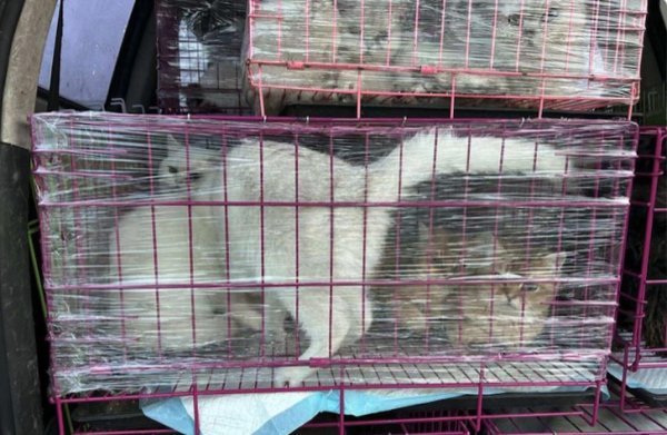 配股宝 3·15独家回访:“星期猫狗”店主被判13年，174位受害者3年后获赔偿